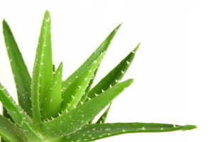 Kołdra ALOE VERA 140x200 WENDRE - Całoroczna